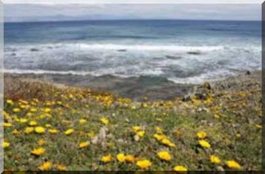 Flore de la réserve de l'Ile tabarca
